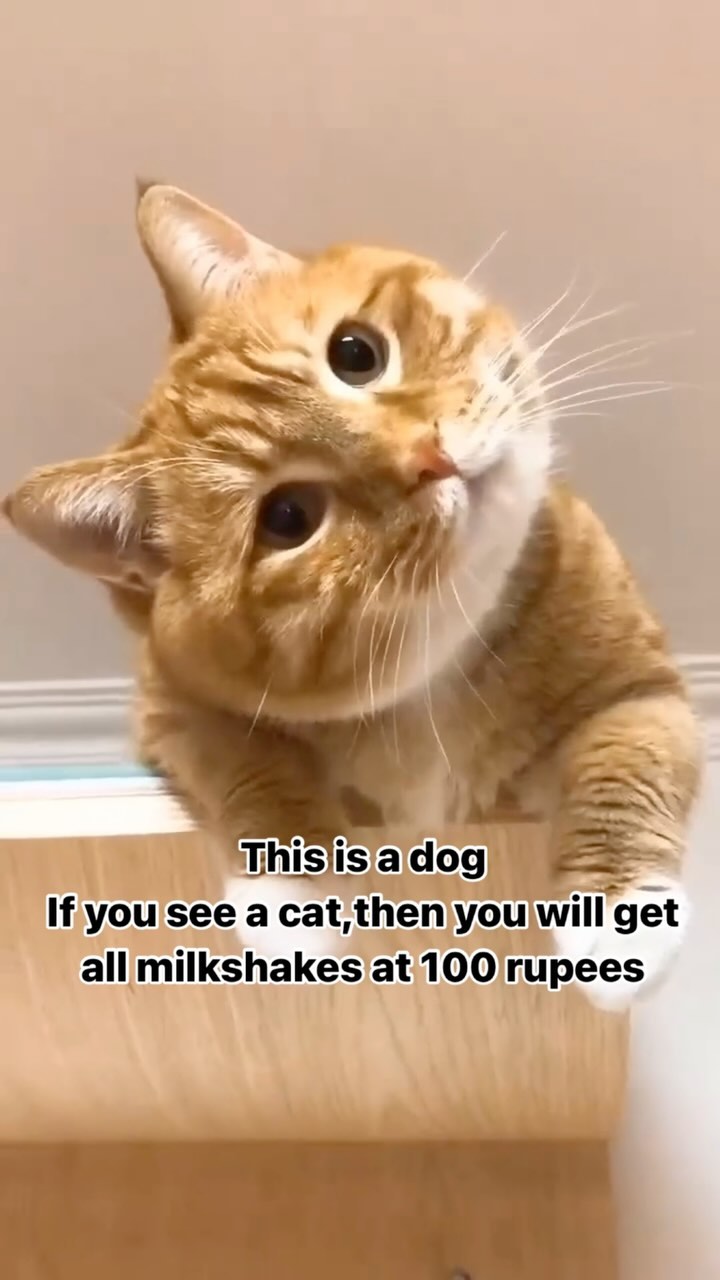 Share this with 10 people and watch the dog turn into a cat… 😃or just enjoy a milkshake for ₹100!🥤🐈

From 12th-14th S...